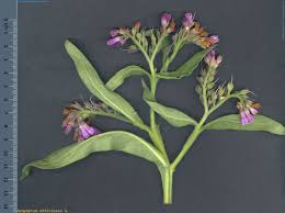 Image result for Symphytum officinale