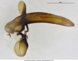 Attēlu rezultāti vaicājumam “Anchomenus dorsalis”