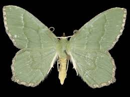 Attēlu rezultāti vaicājumam “Hemithea aestivaria”