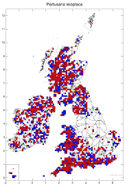 Attēlu rezultāti vaicājumam “Pertusaria leioplaca”