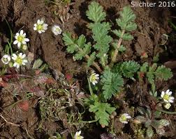 Attēlu rezultāti vaicājumam “Erophila verna flower”