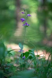 Attēlu rezultāti vaicājumam “Cephalanthera rubra flower”