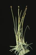 Attēlu rezultāti vaicājumam “Eleocharis quinqueflora flower”