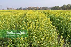 Attēlu rezultāti vaicājumam “Sinapis alba flower”