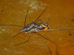 Attēlu rezultāti vaicājumam “Gerridae”