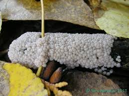 Attēlu rezultāti vaicājumam “Didymium crustaceum macro”