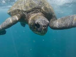 Image result for Chelonia mydas