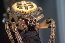 Attēlu rezultāti vaicājumam “Larinioides cornutus”