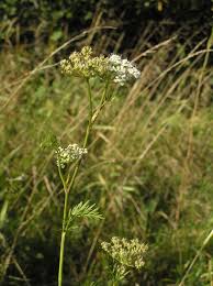 Attēlu rezultāti vaicājumam “Cnidium dubium”