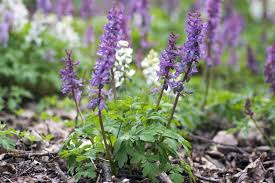 Attēlu rezultāti vaicājumam “Corydalis cava leaf”