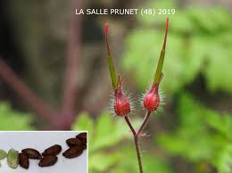 Attēlu rezultāti vaicājumam “Geranium robertianum fruit”