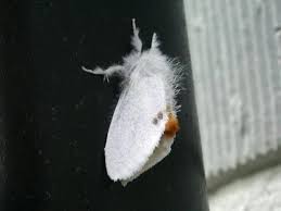 Attēlu rezultāti vaicājumam “Euproctis similis imago”