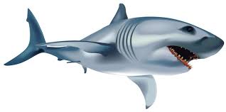 Image result for Carcharodon carcharias