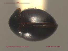 Attēlu rezultāti vaicājumam “Leiodidae”