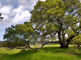 Attēlu rezultāti vaicājumam “Quercus”