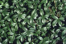 Attēlu rezultāti vaicājumam “Vinca minor leaf”