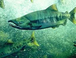 Image result for Oncorhynchus keta