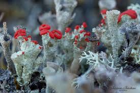 Attēlu rezultāti vaicājumam “Cladonia coccifera”