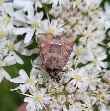 Attēlu rezultāti vaicājumam “Oligia sp.”