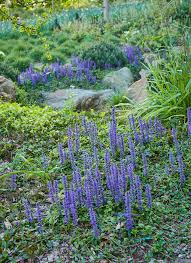 Image result for Ajuga reptans