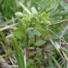 Attēlu rezultāti vaicājumam “Stellaria pallida”