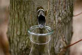 Image result for Ahornsirup