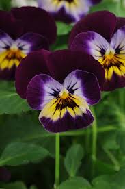 Image result for Viola cornuta