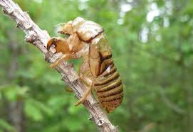 Attēlu rezultāti vaicājumam “exuvia”