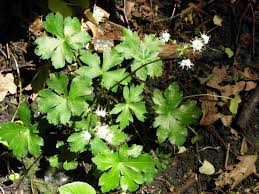 Attēlu rezultāti vaicājumam “Sanicula europaea”