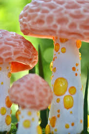 Attēlu rezultāti vaicājumam “Rhodotus palmatus”