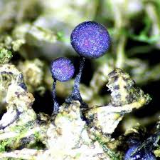 Attēlu rezultāti vaicājumam “Lamproderma ovoideum spores”