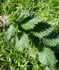 Attēlu rezultāti vaicājumam “Urtica urens leaf”