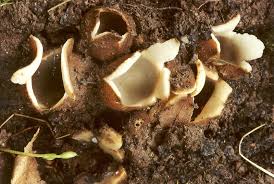 Attēlu rezultāti vaicājumam “Geopora arenicola”