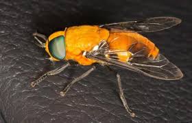 Attēlu rezultāti vaicājumam “Tabanidae”