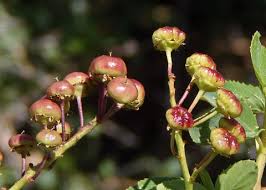 Attēlu rezultāti vaicājumam “Trichophorum alpinum fruit”