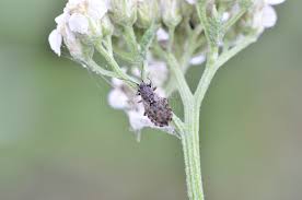 Attēlu rezultāti vaicājumam “Nithecus jacobaeae”