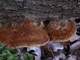 Attēlu rezultāti vaicājumam “Inonotus rheades”