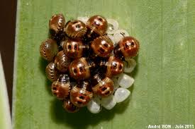 Attēlu rezultāti vaicājumam “Palomena prasina imago”