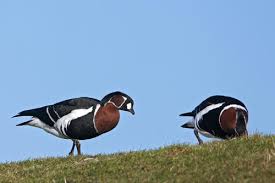 Attēlu rezultāti vaicājumam “Branta ruficollis adult”