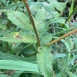 Attēlu rezultāti vaicājumam “Chaerophyllum aromaticum fruit”