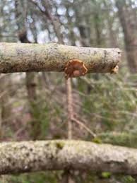 Attēlu rezultāti vaicājumam “Macrotyphula fistulosa var. contorta”