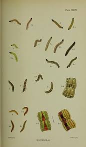 Attēlu rezultāti vaicājumam “Perizoma bifaciata”