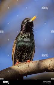 Attēlu rezultāti vaicājumam “Sturnus vulgaris male”