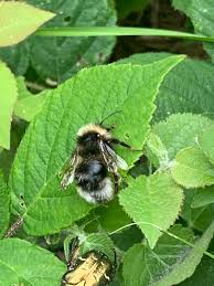 Attēlu rezultāti vaicājumam “Psithyrus sylvestris”