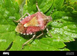 Attēlu rezultāti vaicājumam “Dolycoris baccarum”
