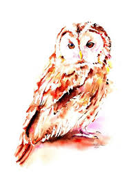 Image result for Strix aluco