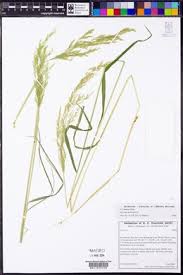 Attēlu rezultāti vaicājumam “Agrostis stolonifera subsp. straminea”