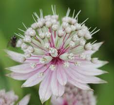 Attēlu rezultāti vaicājumam “Astrantia major fruit”