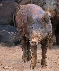 Attēlu rezultāti vaicājumam “Sus scrofa”