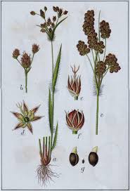 Attēlu rezultāti vaicājumam “Luzula multiflora”